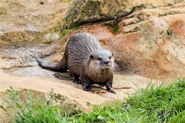 Giấc mơ Otters có ý nghĩa gì?